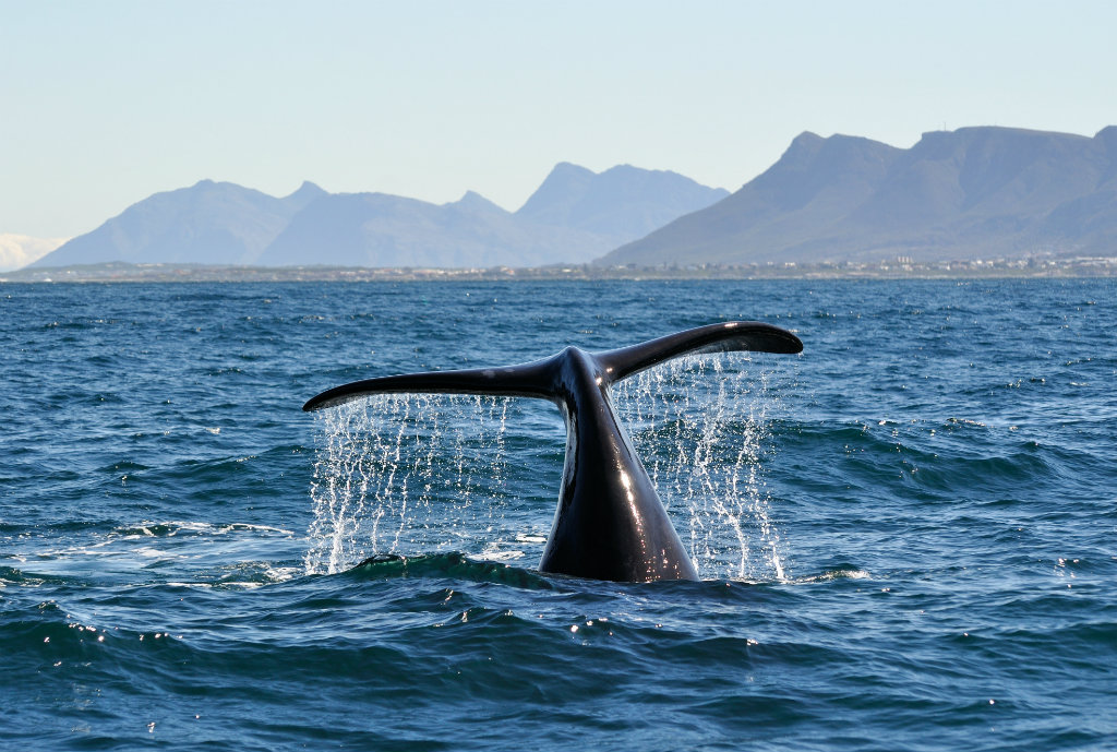whale, hermanus, ultimate south africa family safari