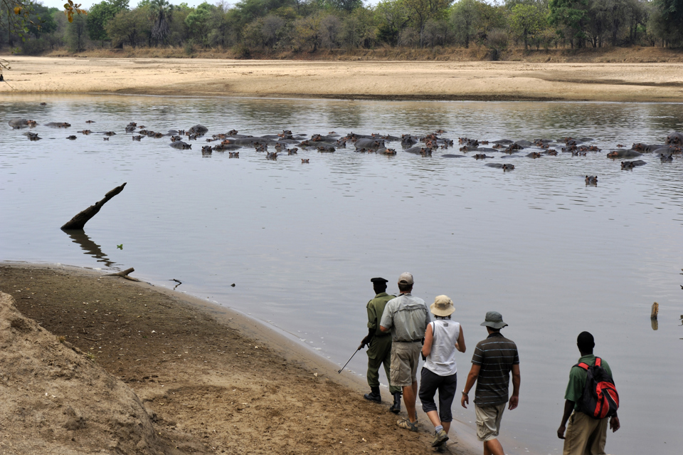 walking safaris, north luangwa national park, zambia