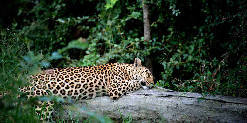 Leopard Napping, Sabi Sand Reserve, South Africa