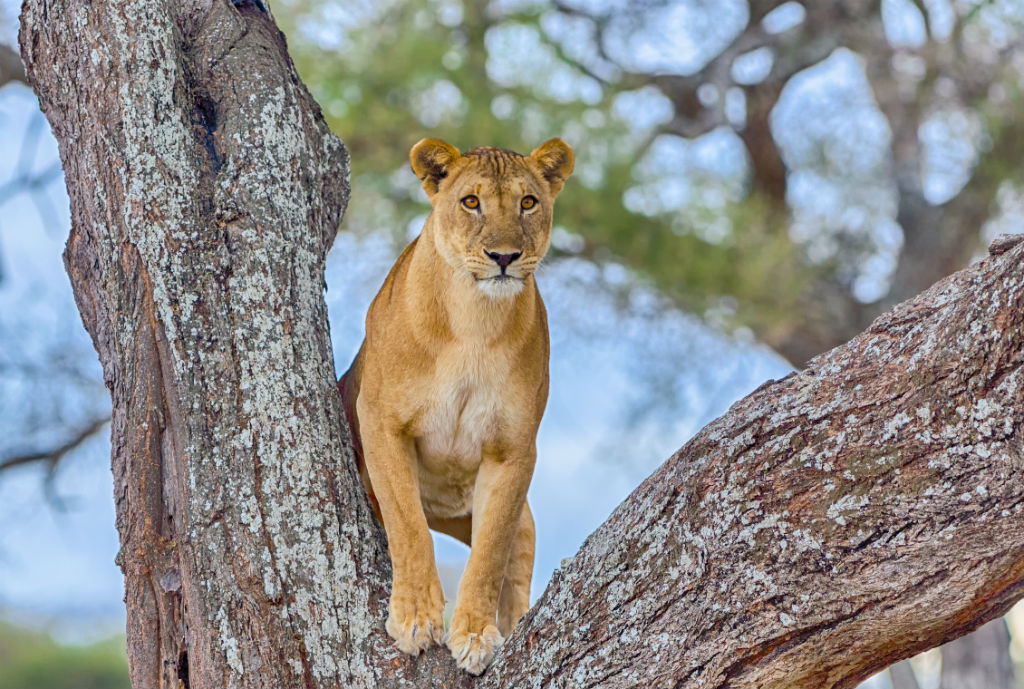 Lioness in Tree, South Africa