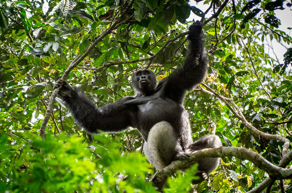 Gorilla, Gorilla Trekking, Uganda