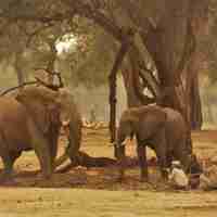 Elephants, Walking Safari, Mana Pools, Zimbabwe 