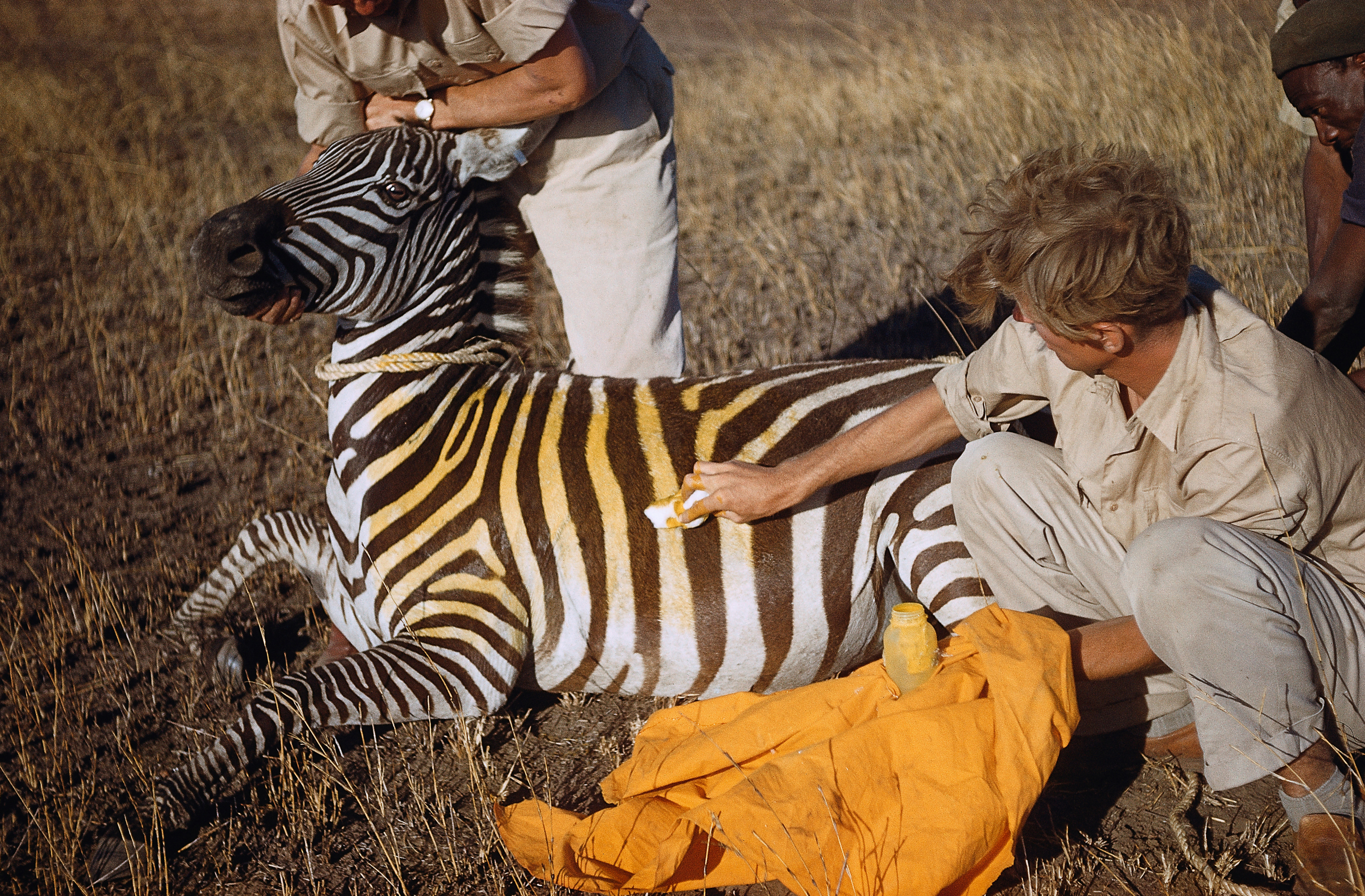 Yellow Zebra, Our Story, Conservation