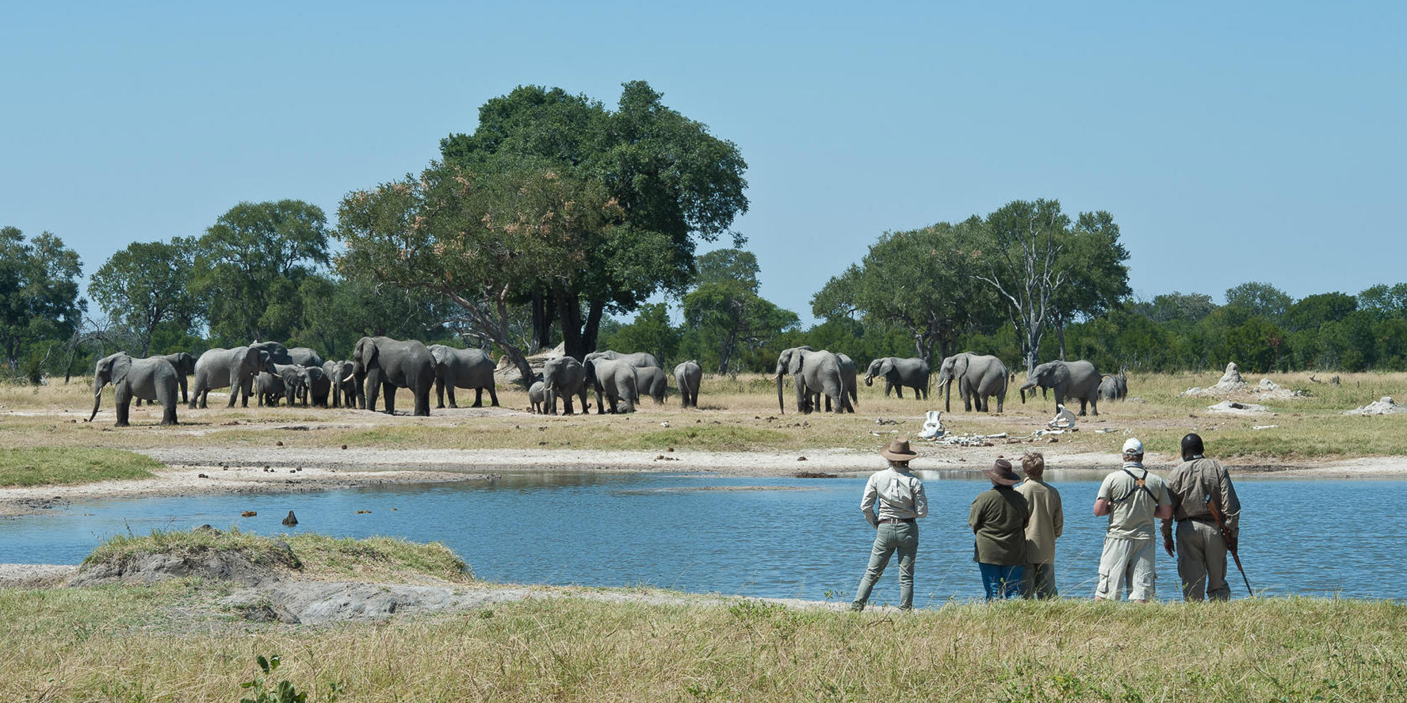 Elephant herd, Walking safaris, Zambezi National Park, Zimbabwe 