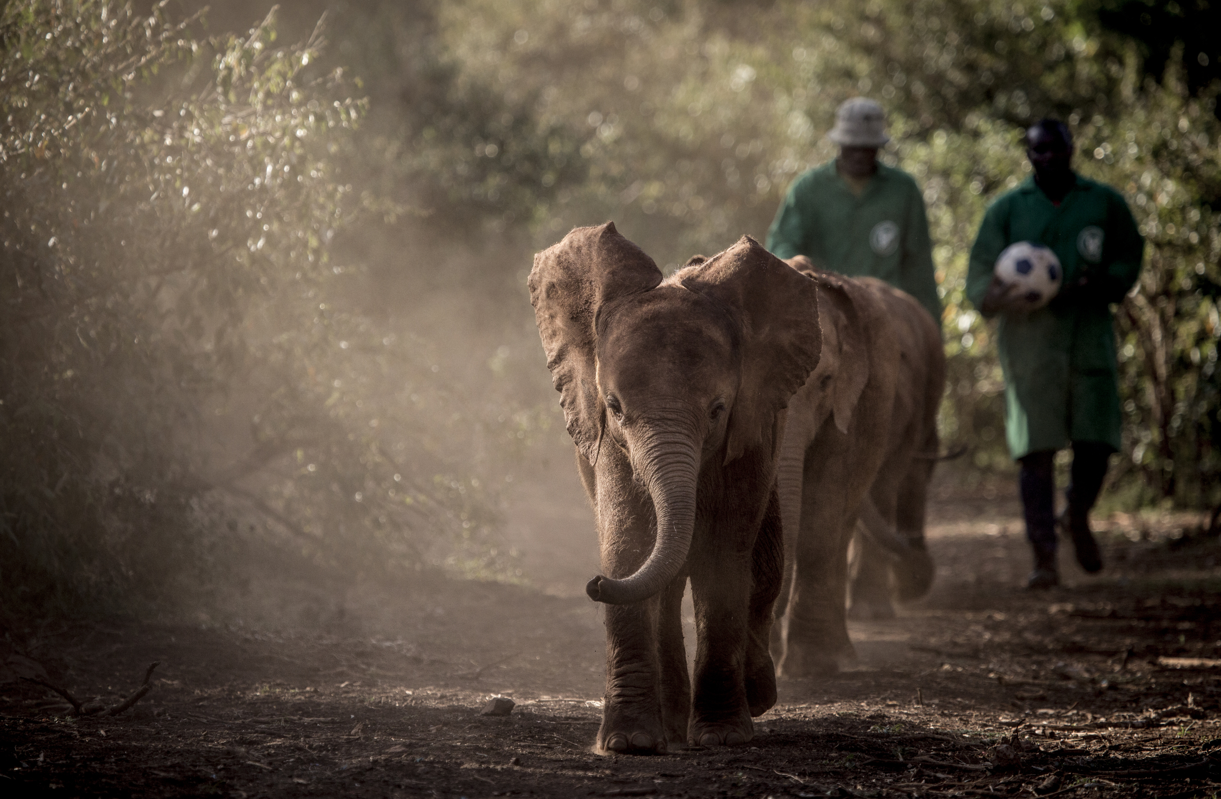 Baby Elephants, David Sheldrick Trust, Kenya