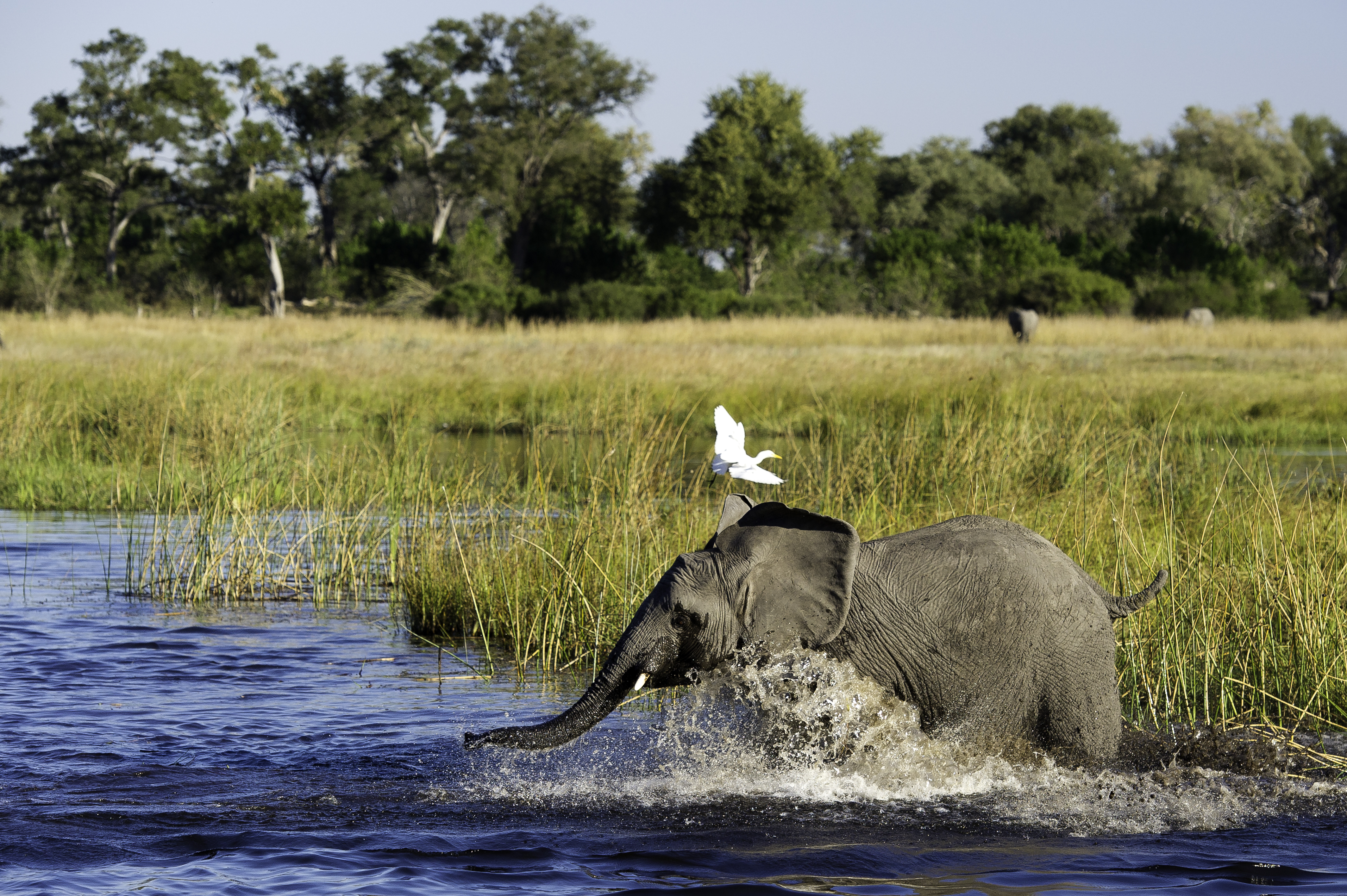 elephant and birdlife, linyanti, botswana