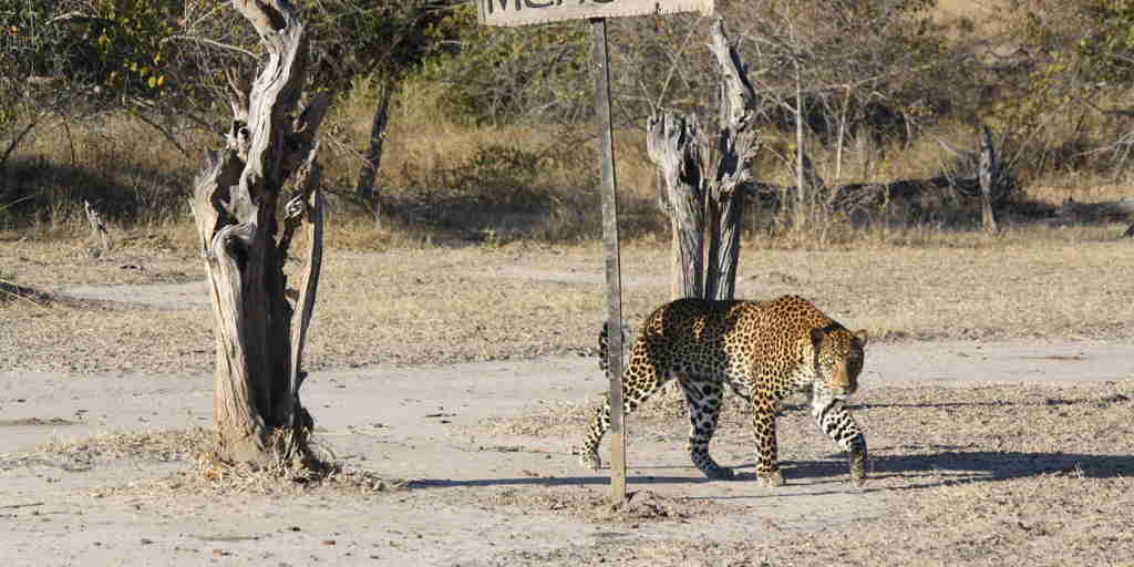 luangwa leopards, areas and experiences, zambia