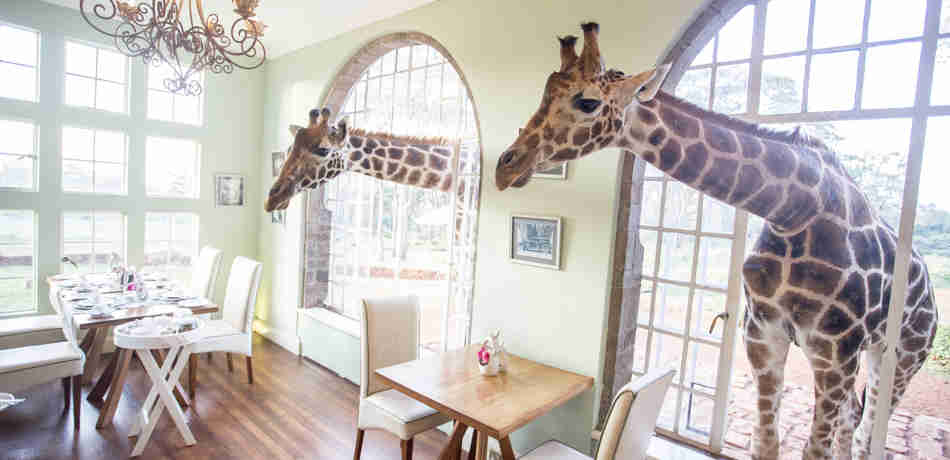 giraffe manor dining room kenya yellow zebra safaris
