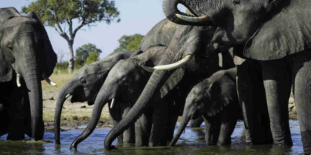 elephant safaris, hwange national park, zimbabwe vacations