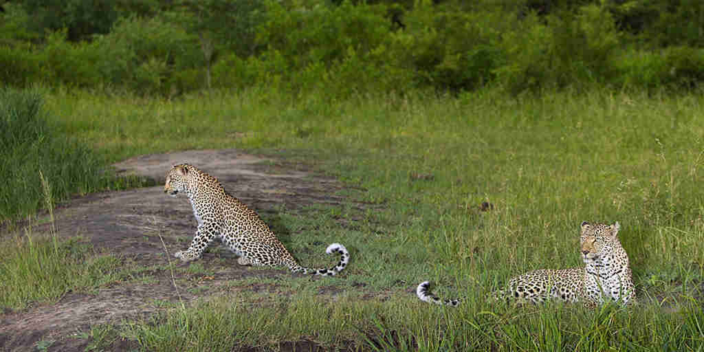 30. Leopards in front of lodge