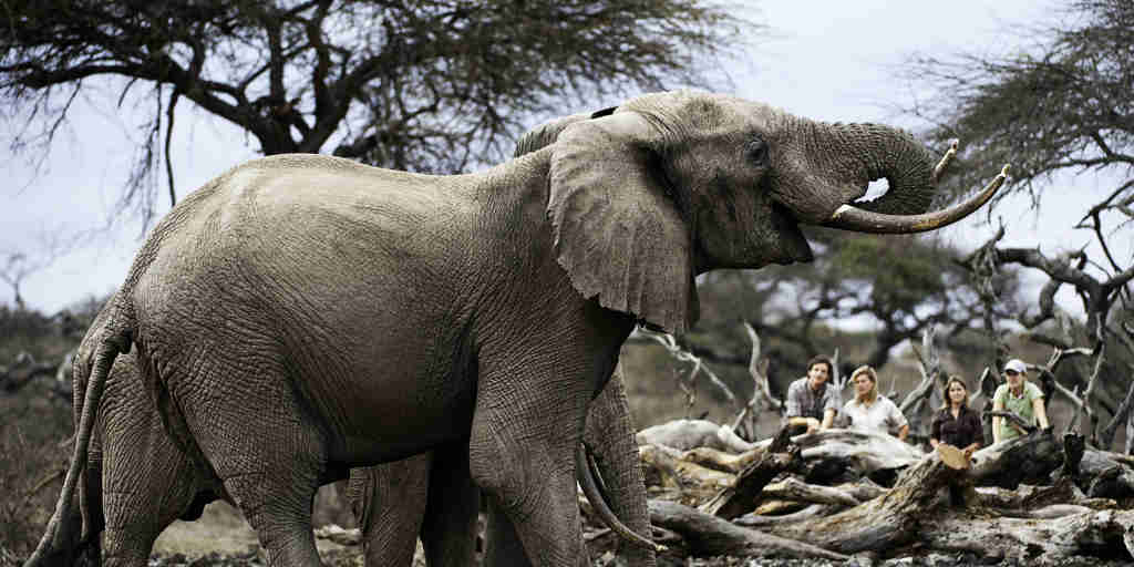 Elephant in the Maasai Mara, Kenya walking safaris
