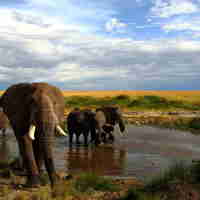 Elephant safaris in Meru National Park, Kenya