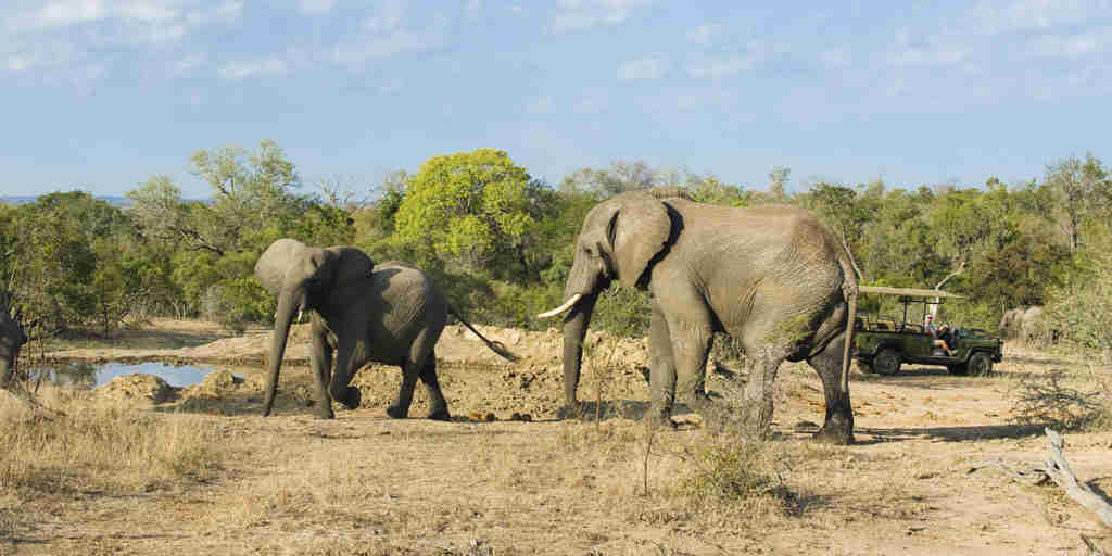 elephant game drive, timbavati private game reserve, south africa