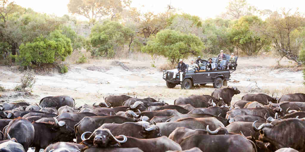 buffalo game drive, timbavati private game reserve, south africa