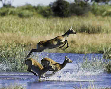 impala safaris, the linyanti, botswana safari holidays