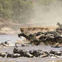 Wildebeest crossing the Maasai Mara, Kenya safaris