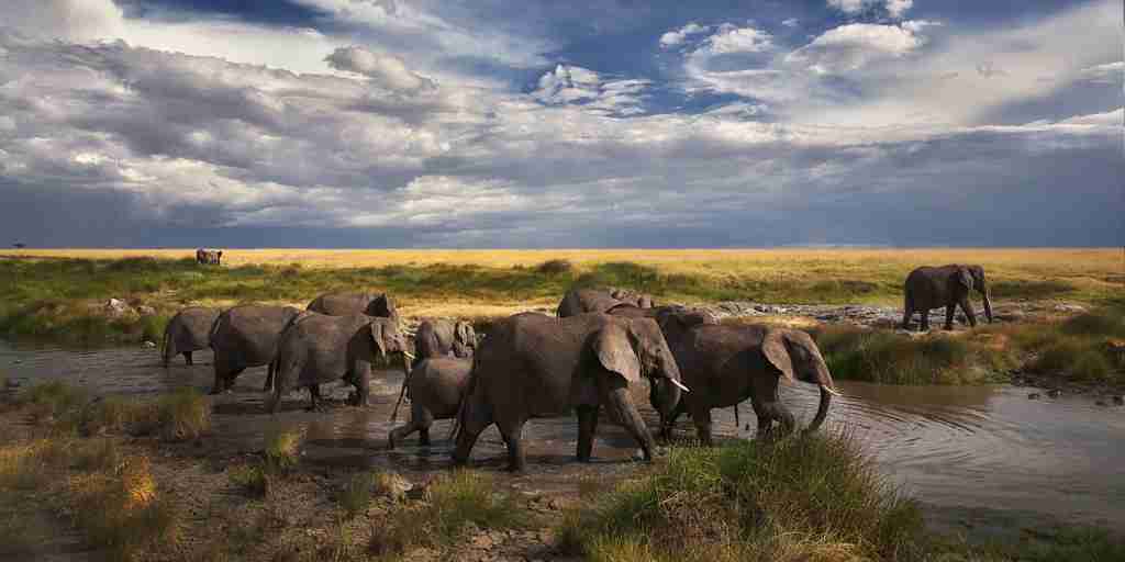 Elephant in the Maasai Mara, Kenya safaris