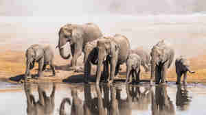 elephant herd, etosha national park, namibia safaris