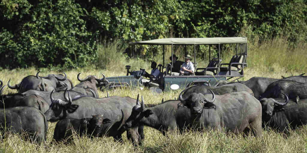The Bushcamp Company   buffalo herd