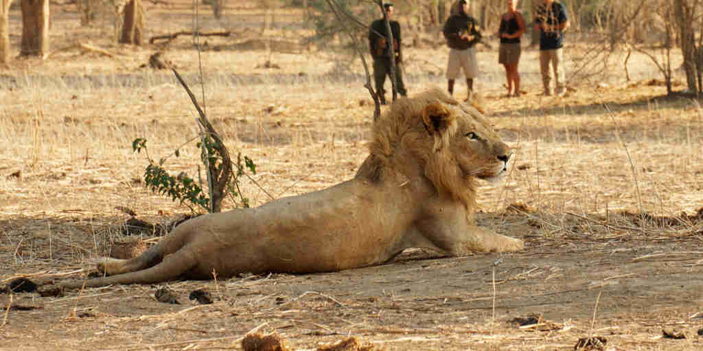 lion encounter, zambia walking safaris, zambia