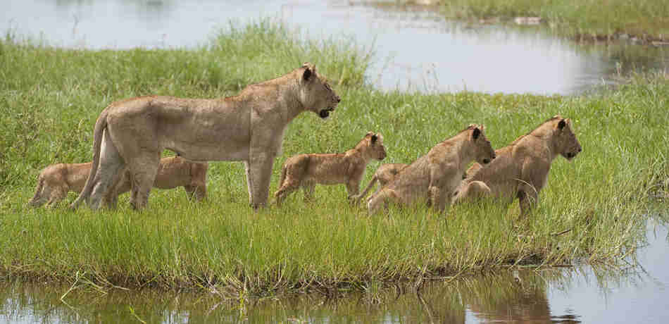 lion safaris, moremi game reserve, africa holidays