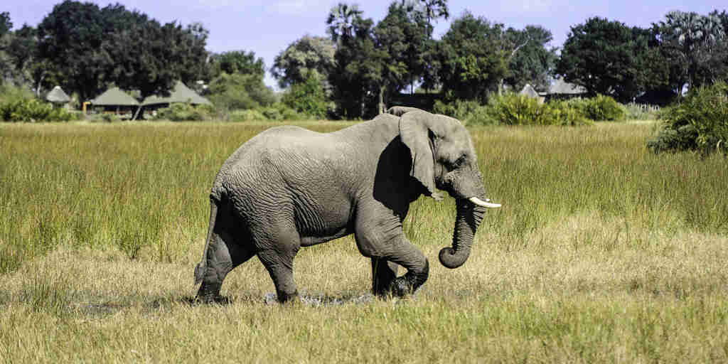 elephant safaris, moremi game reserve, africa holidays
