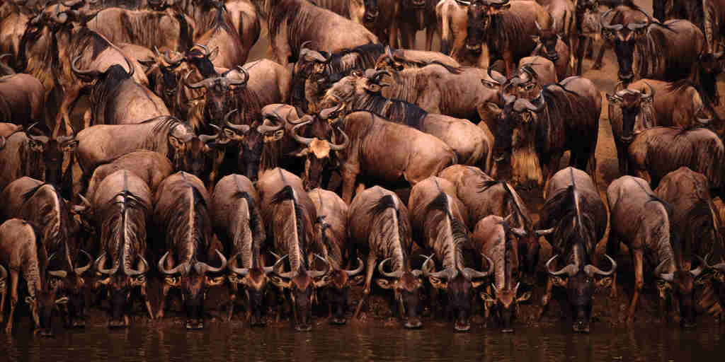 Mara crossing wildebeeste1 AS