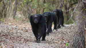 Chimpanzees, Mahale Mountains National Park, Tanzania, Africa
