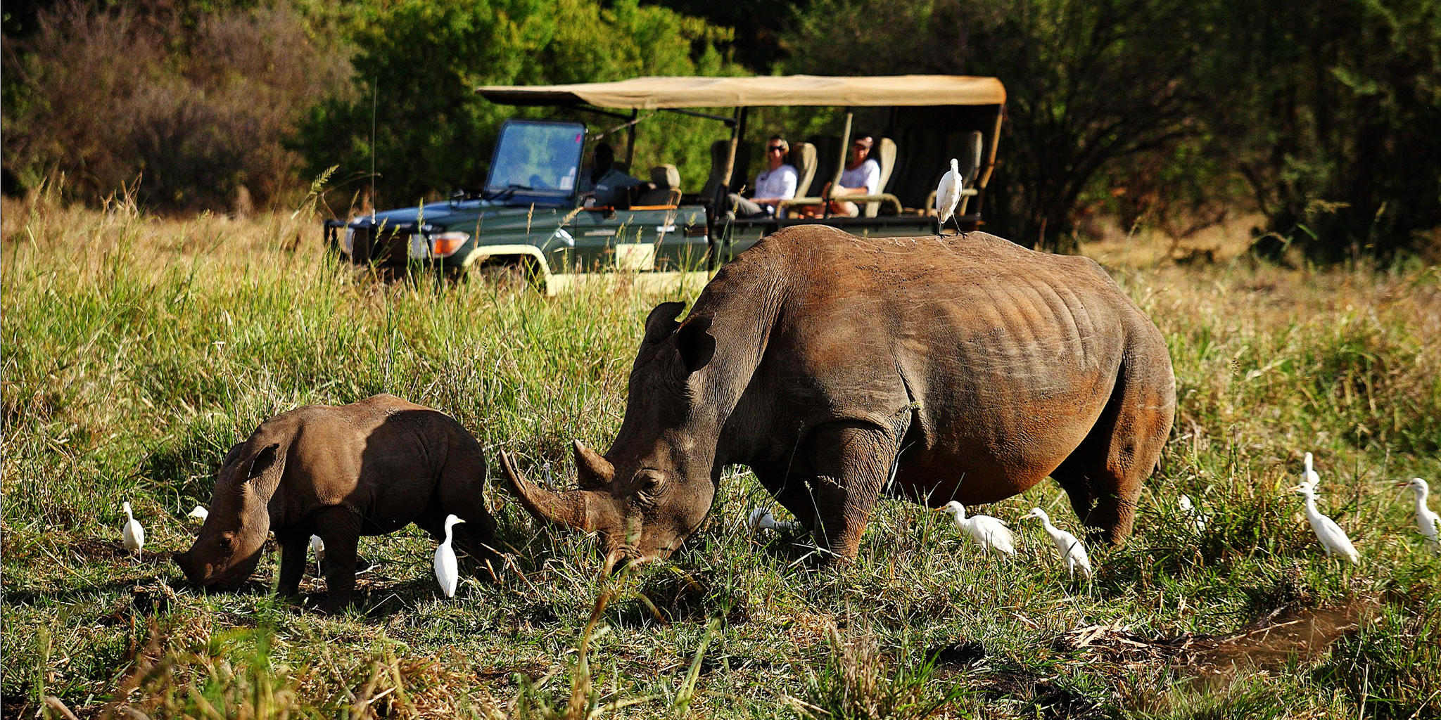 Rhino game drive, Meru National Park safaris, Kenya