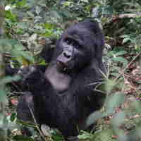gorilla trekking holidays, uganda safaris