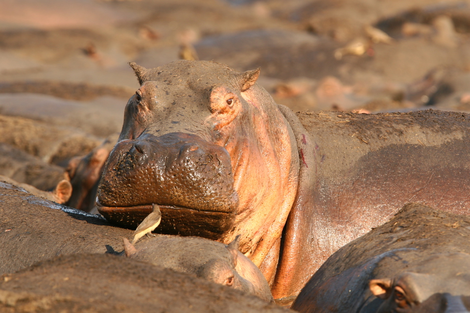 Hippo bathing in Botswana