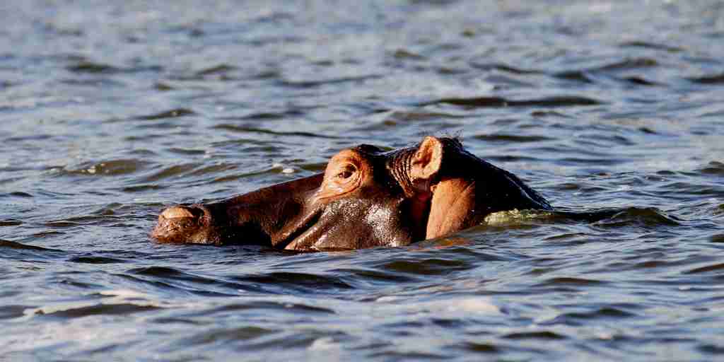 hippo, akagera national park, rwanda safari vacations
