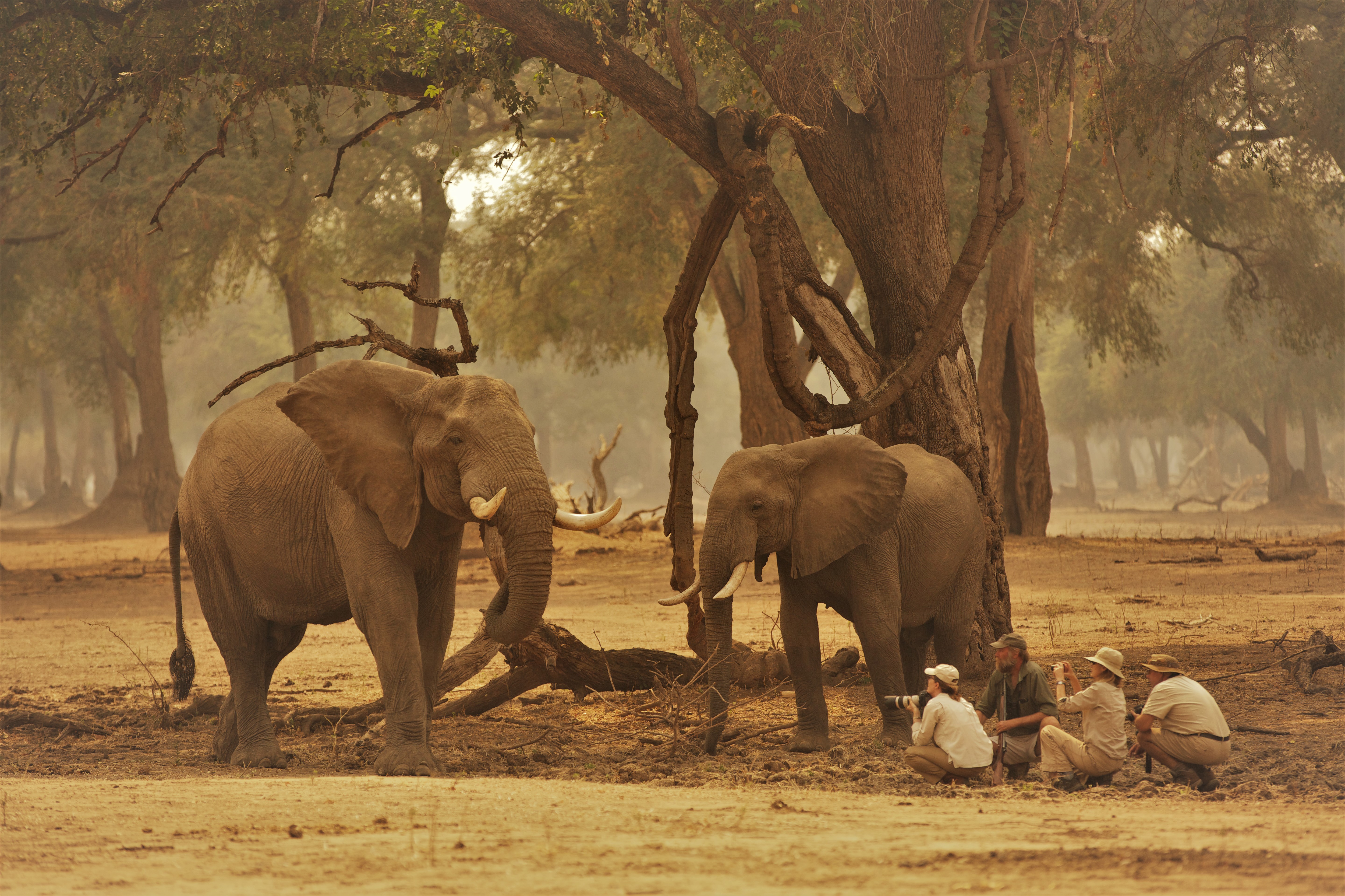 Elephants, Walking Safari, Mana Pools, Zimbabwe