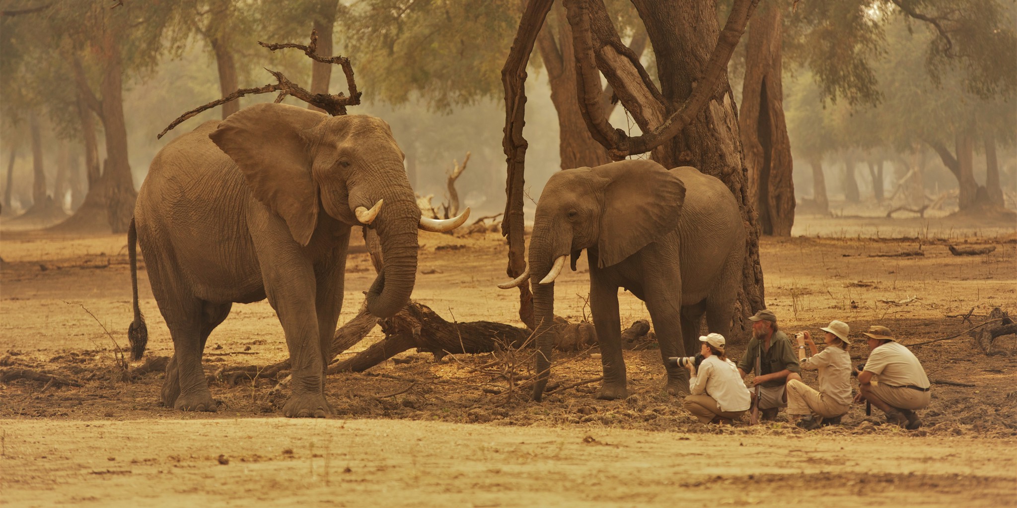 Elephants, Walking Safari, Mana Pools, Zimbabwe 