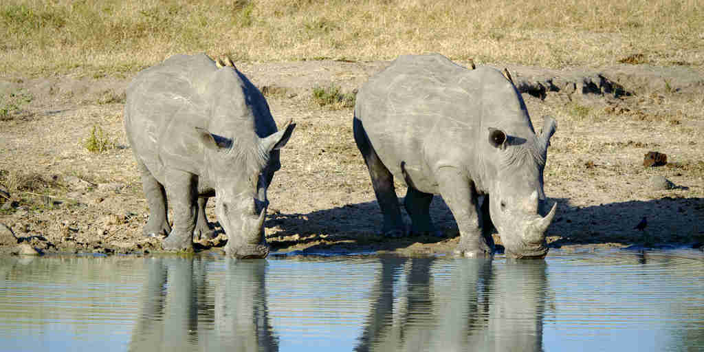 rhino safaris, manyeleti game reserve, south africa