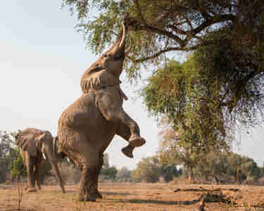Elephant reaching tree zimbabwe