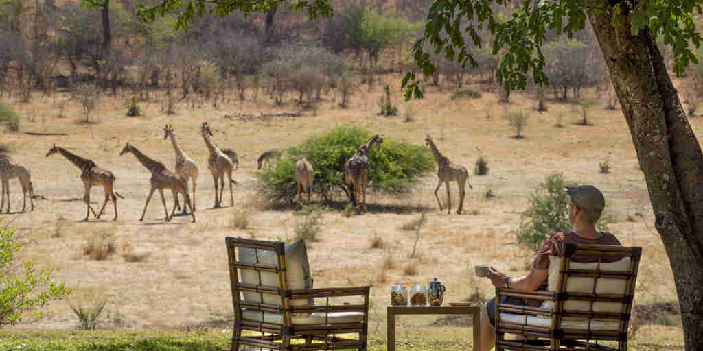 wildlife views stanley and livingstone hotel zimbabwe yellow zebra safaris