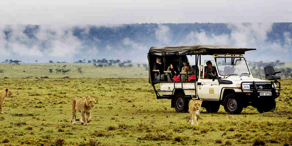 game drive lions karen blixen camp kenya yellow zebra safaris