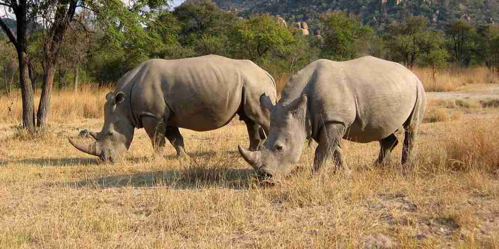 amalinda camp rhino zimbabwe yellow zebra safaris