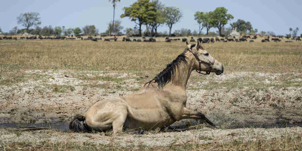 okavango horse safaris horse botswana yellow zebra safaris