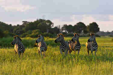 plains game botswana wildlife africa yellow zebra safaris