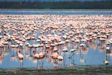 Flamingos view birdlife in Kenya with Yellow Zebra