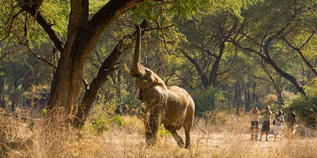 Walking safari to see elephants in Zambia
