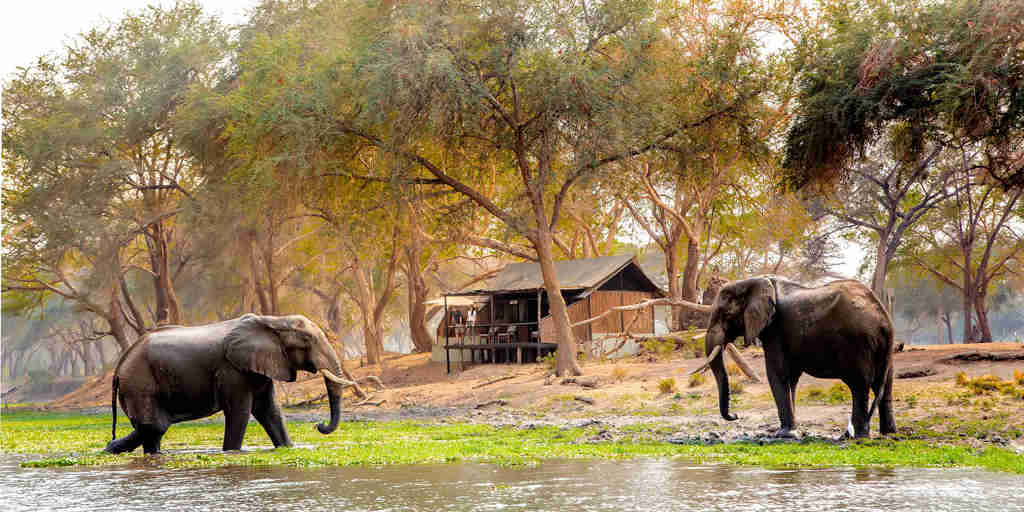 Elephants at Old Mondoro, Lower Zambezi, Zambia