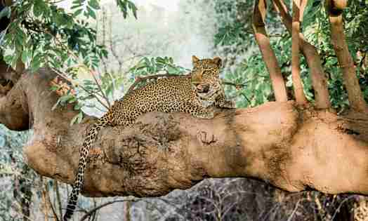 leopard, luangwas hidden value, zambia