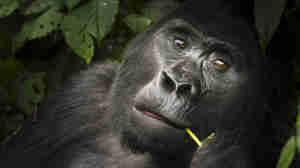 gorilla, buhoma lodge, the complete uganda safari