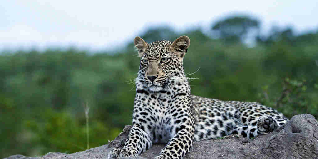 leopards,  inyati lodge, sabi sands reserves, south africa