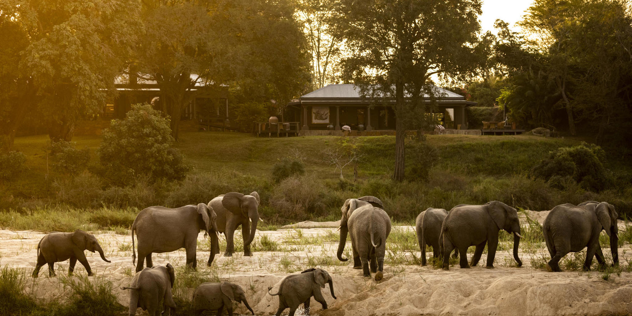 elephants, rattrays on mala mala, sabi sands, south africa
