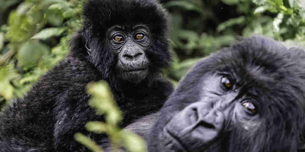 gorilla and baby, Wilderness Sabyinyo, volcanoes national park, rwanda