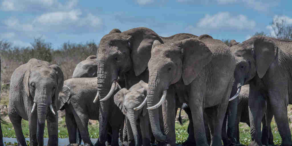 Elephants, Ekorian Mugie, Laikipia, Kenya